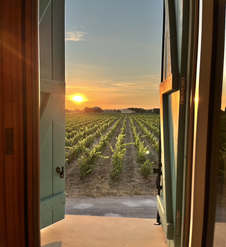 Coucher de soleil dans les vignes à Frontignan Maison Stony